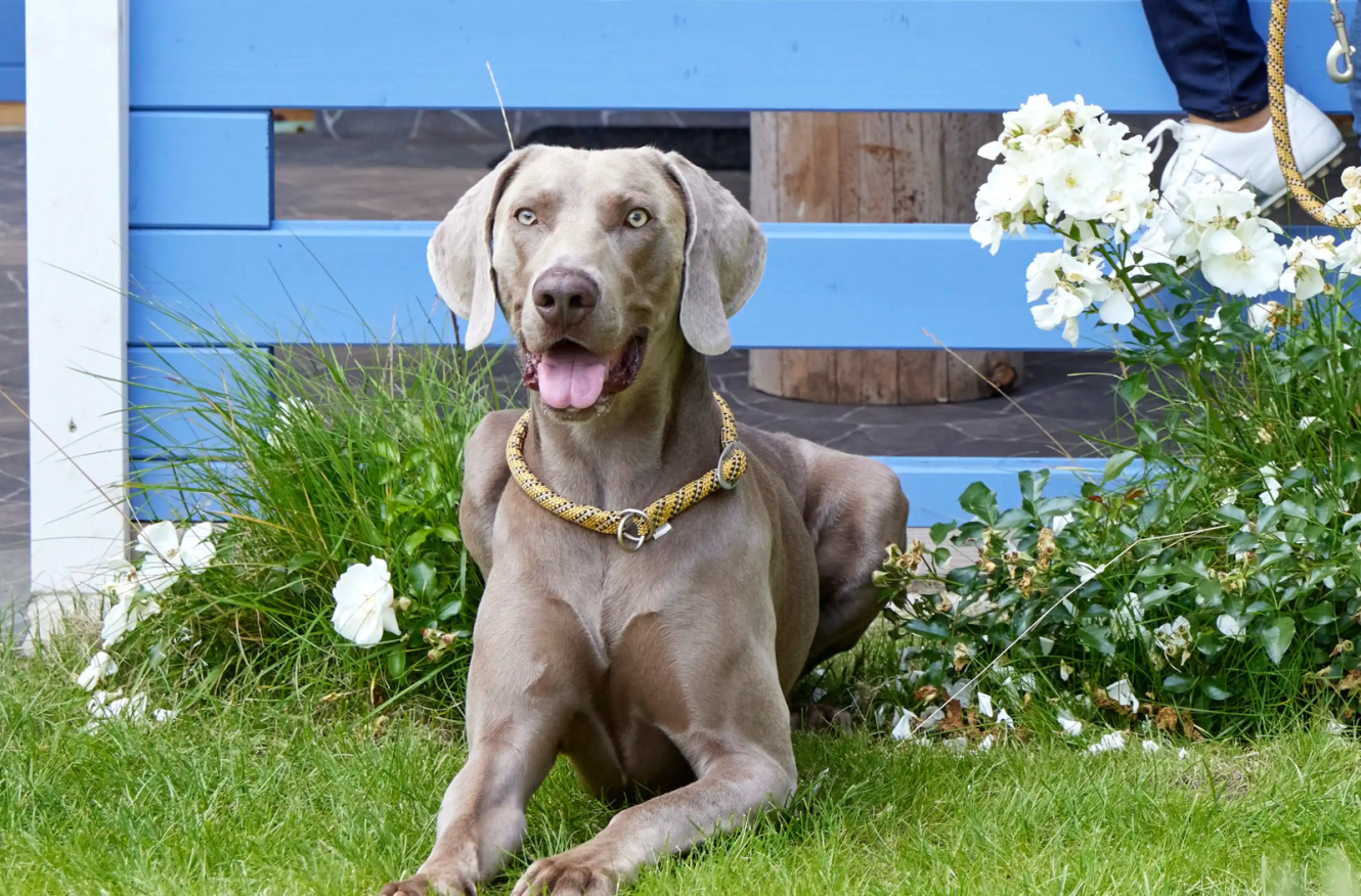  Everest Rope Programme Half-Check Collar 