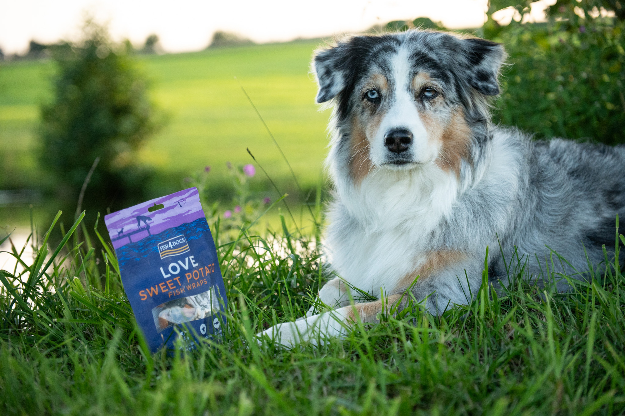 Fish4Dogs Love – Süßkartoffel Fisch Wraps