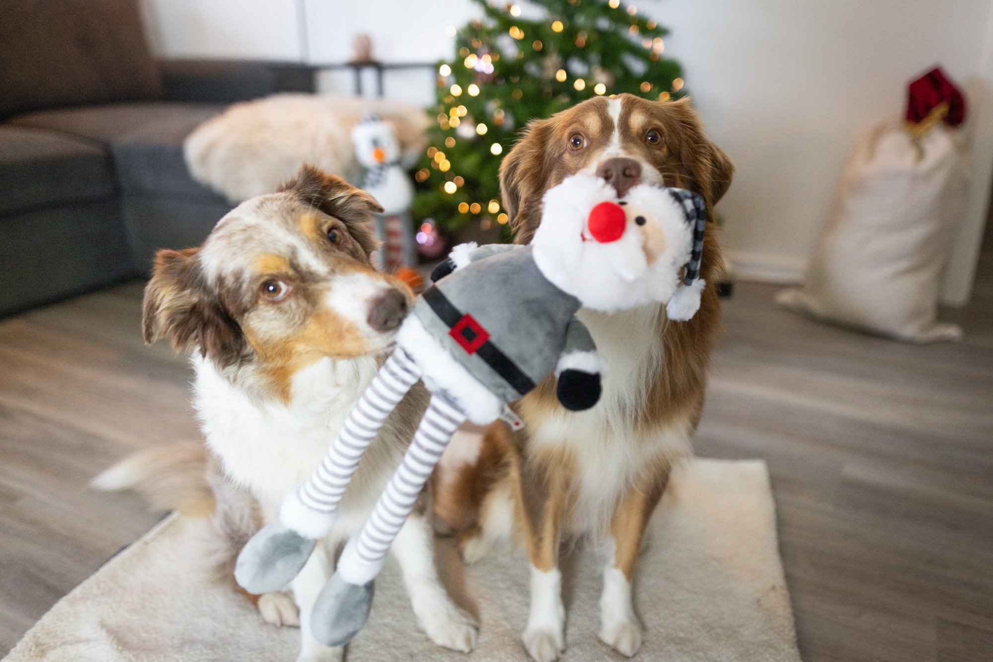 Christmas Range