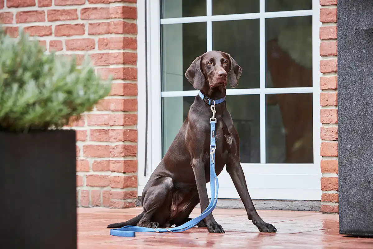 Professional Guide Leash