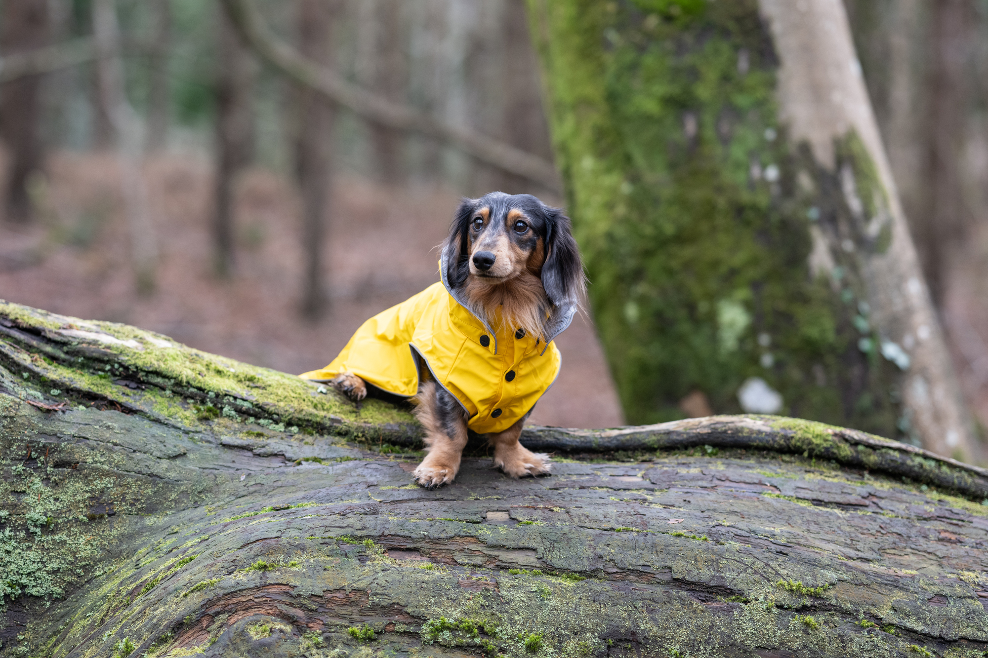 RUKKA Pets Raincoat Stream