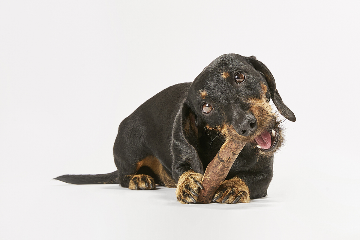Olivi Sticks WOLTERS cat & dog GmbH
