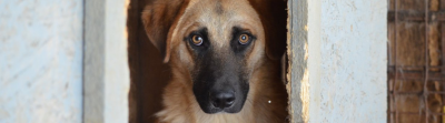 Tierbedarf WOLTERS cat & dog GmbH