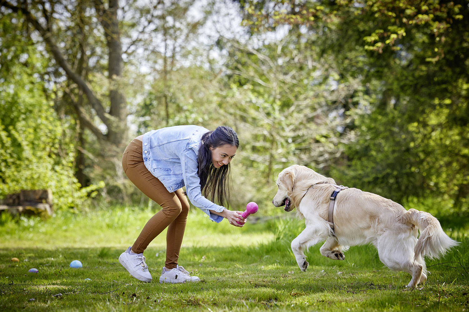 Dog Fun Gym