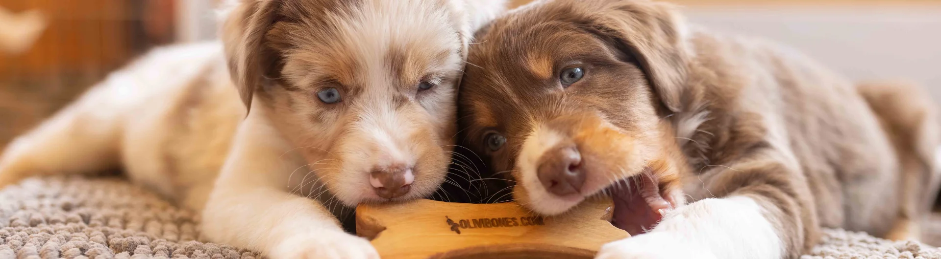 Tierbedarf WOLTERS cat & dog GmbH