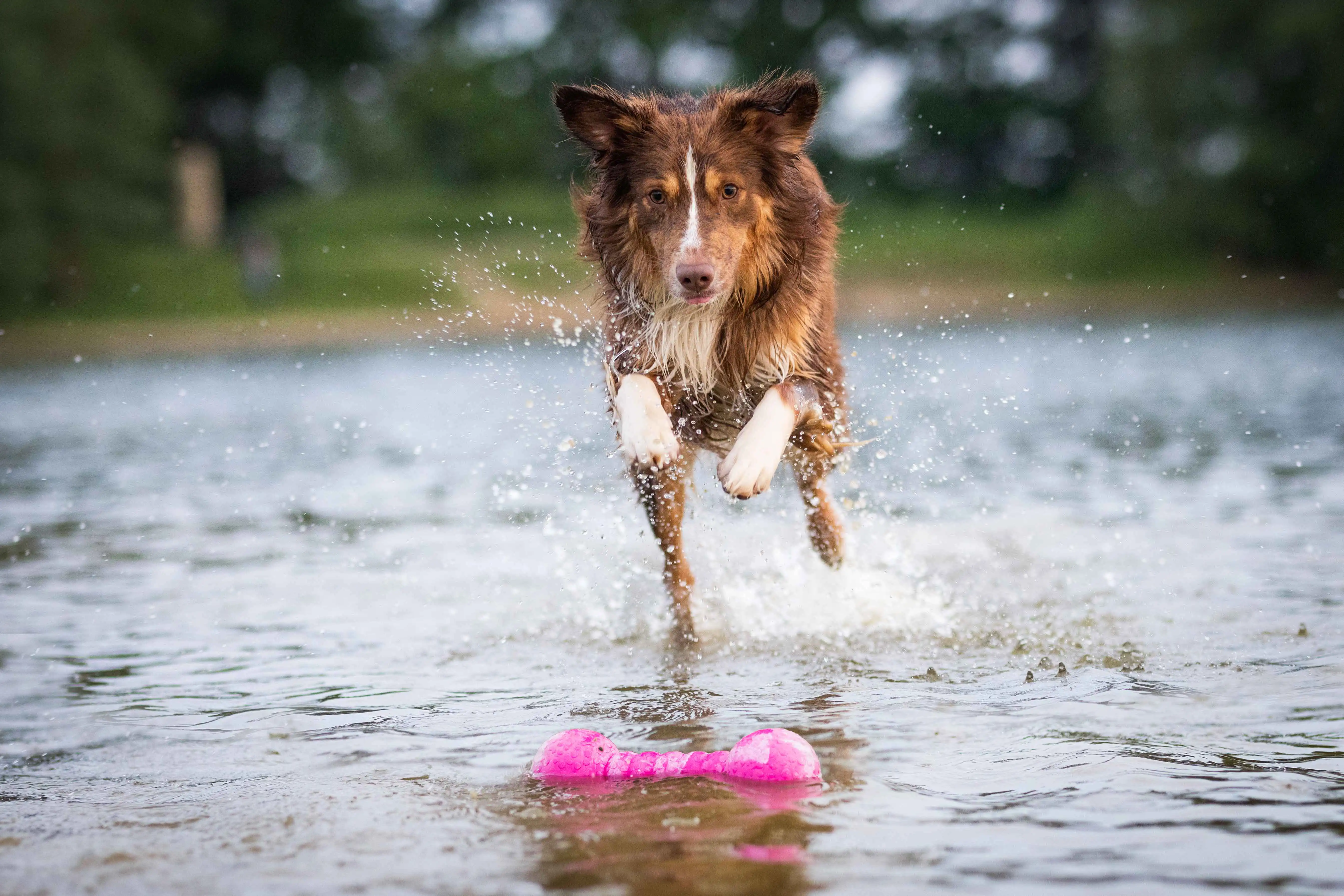 Dog Fun Gym