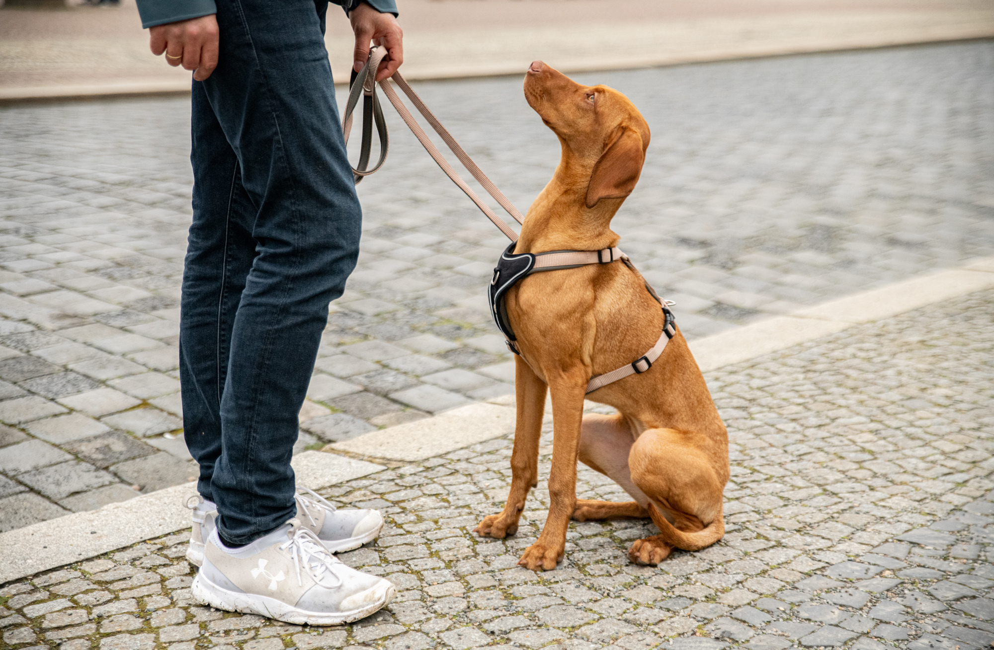 Professional Comfort Geschirr WOLTERS cat & dog GmbH