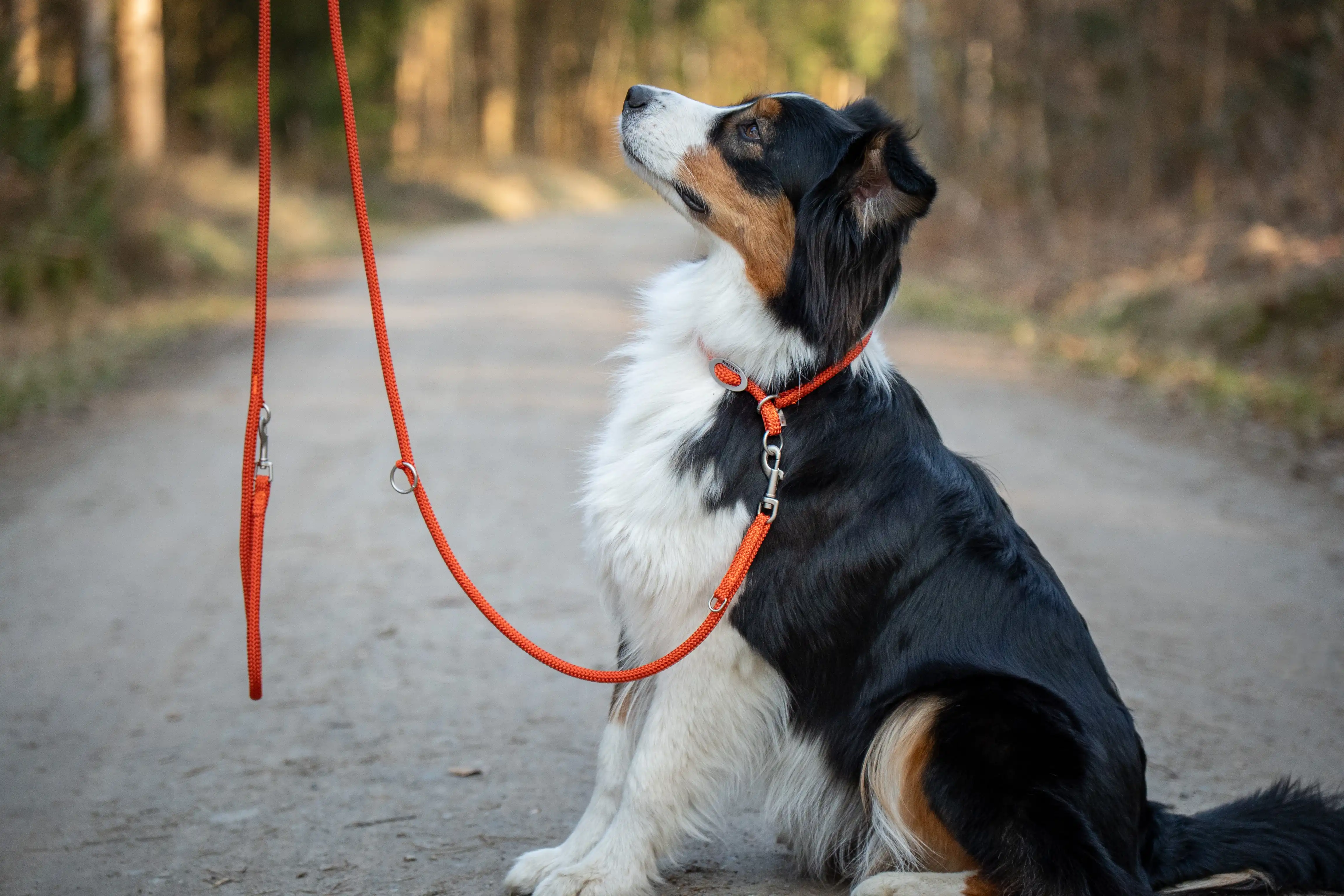 Hundeleine | WOLTERS cat & dog GmbH