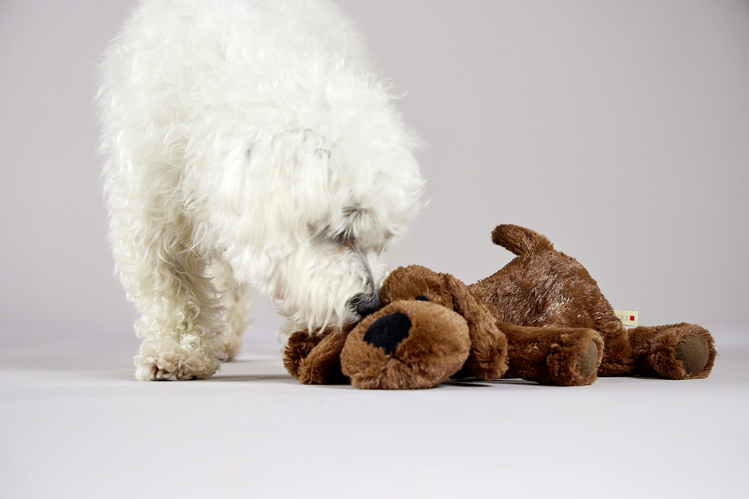 Plush Dog