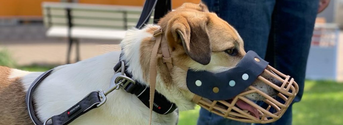 Tierbedarf WOLTERS cat & dog GmbH