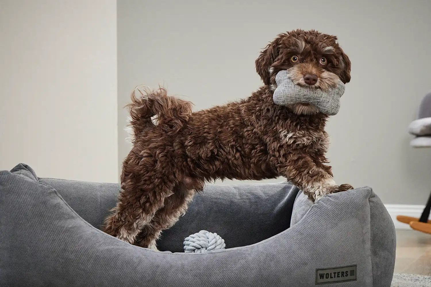 Gift Box Dog