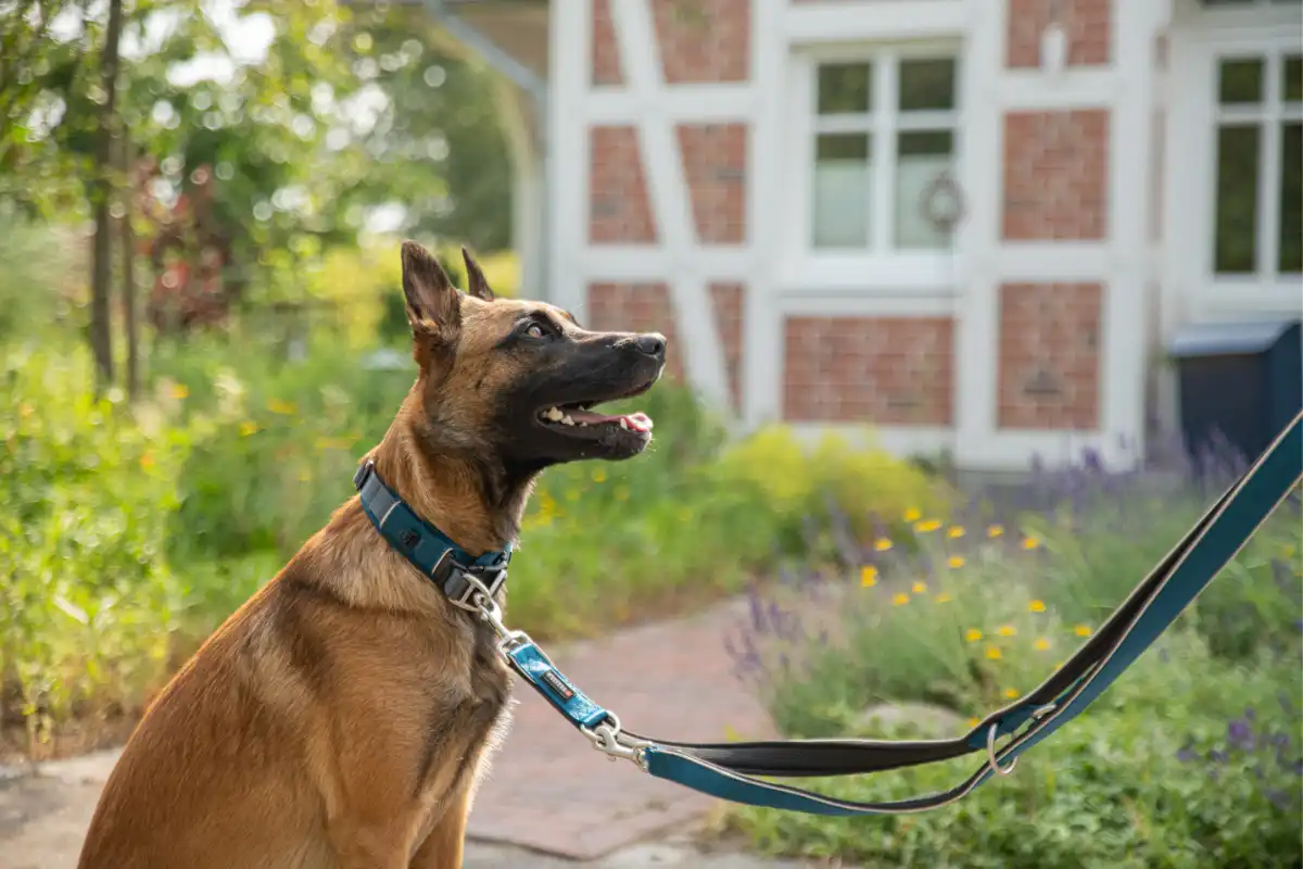 Active Pro Comfort Guide Leash