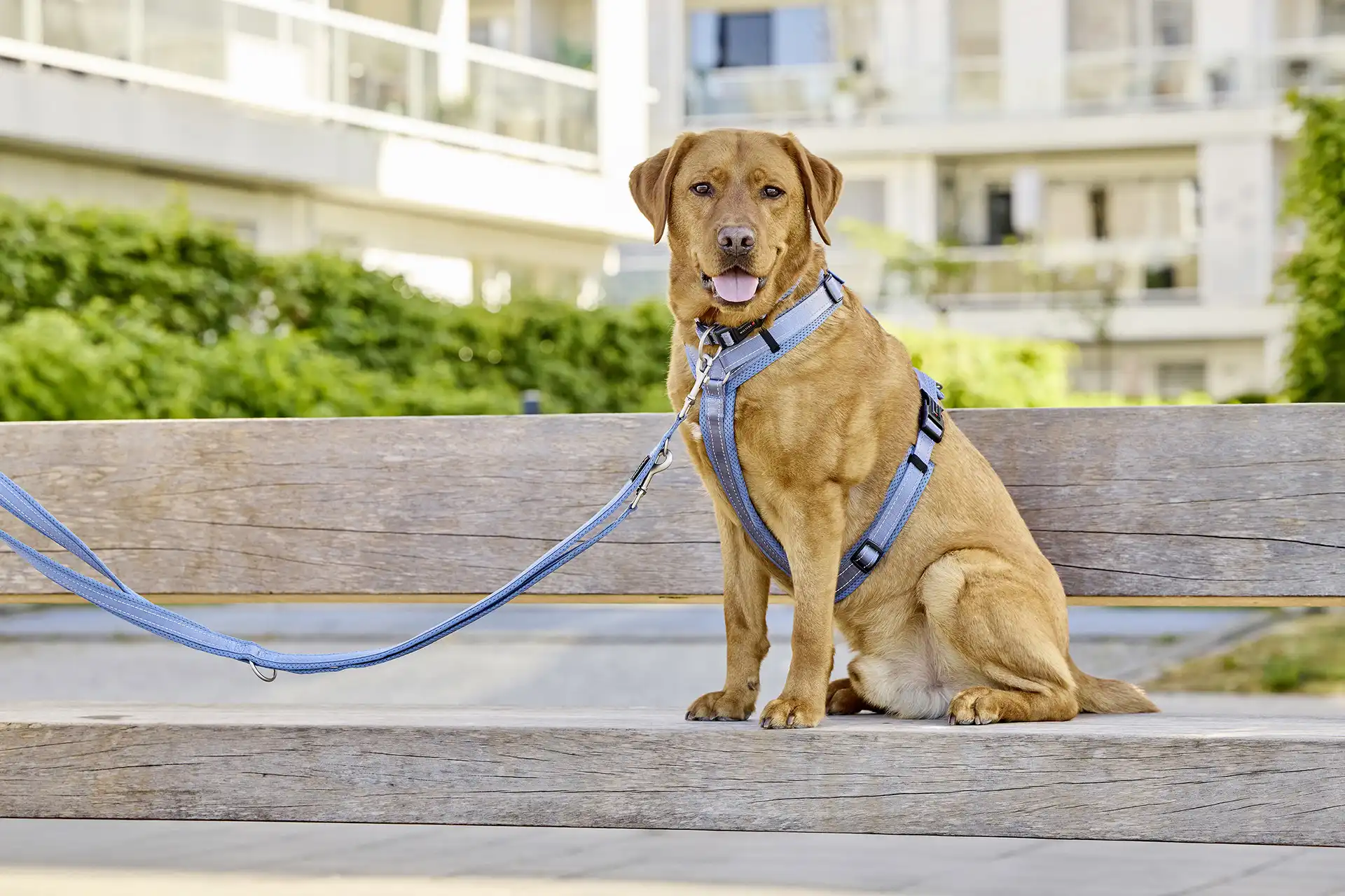 Light Mesh Führleine