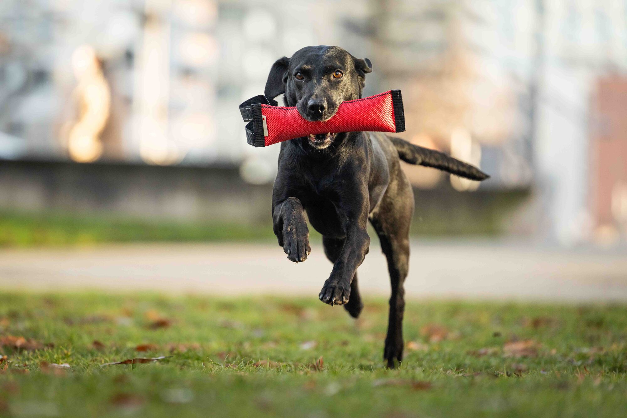 Clever Dogz Dummy – a loop