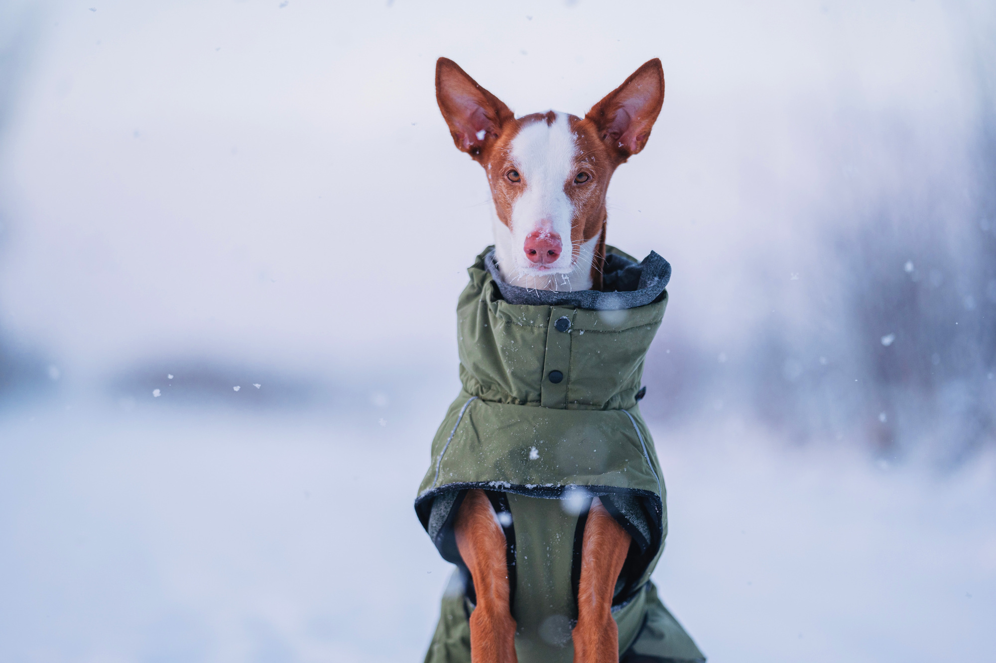 RUKKA Pets Winter Coat Warmup 2.0