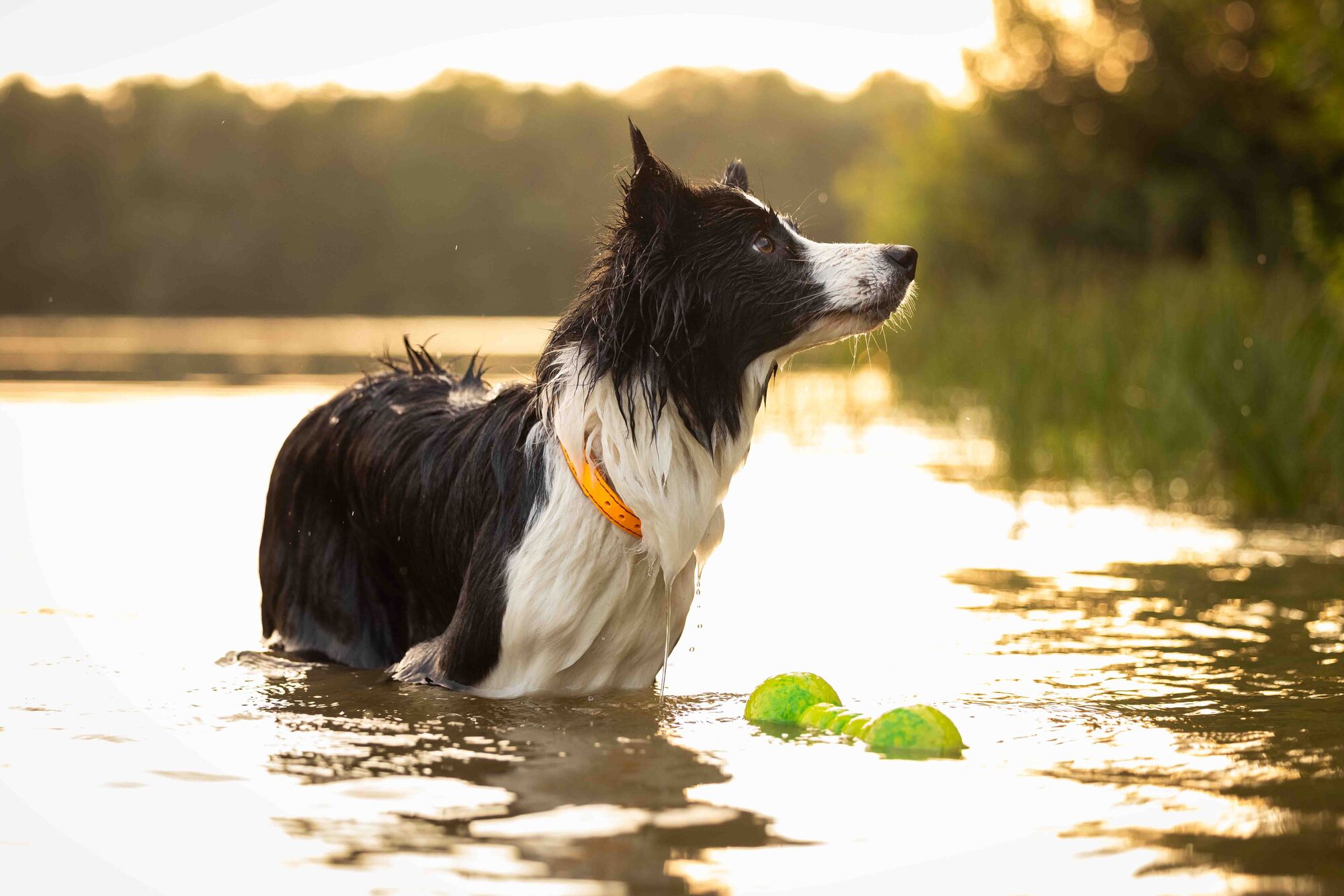 Dog Fun Gym