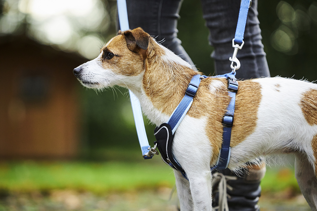 Professional Comfort Harness