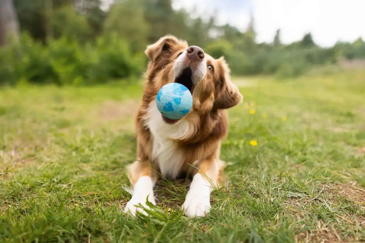 Dog Fun Ball