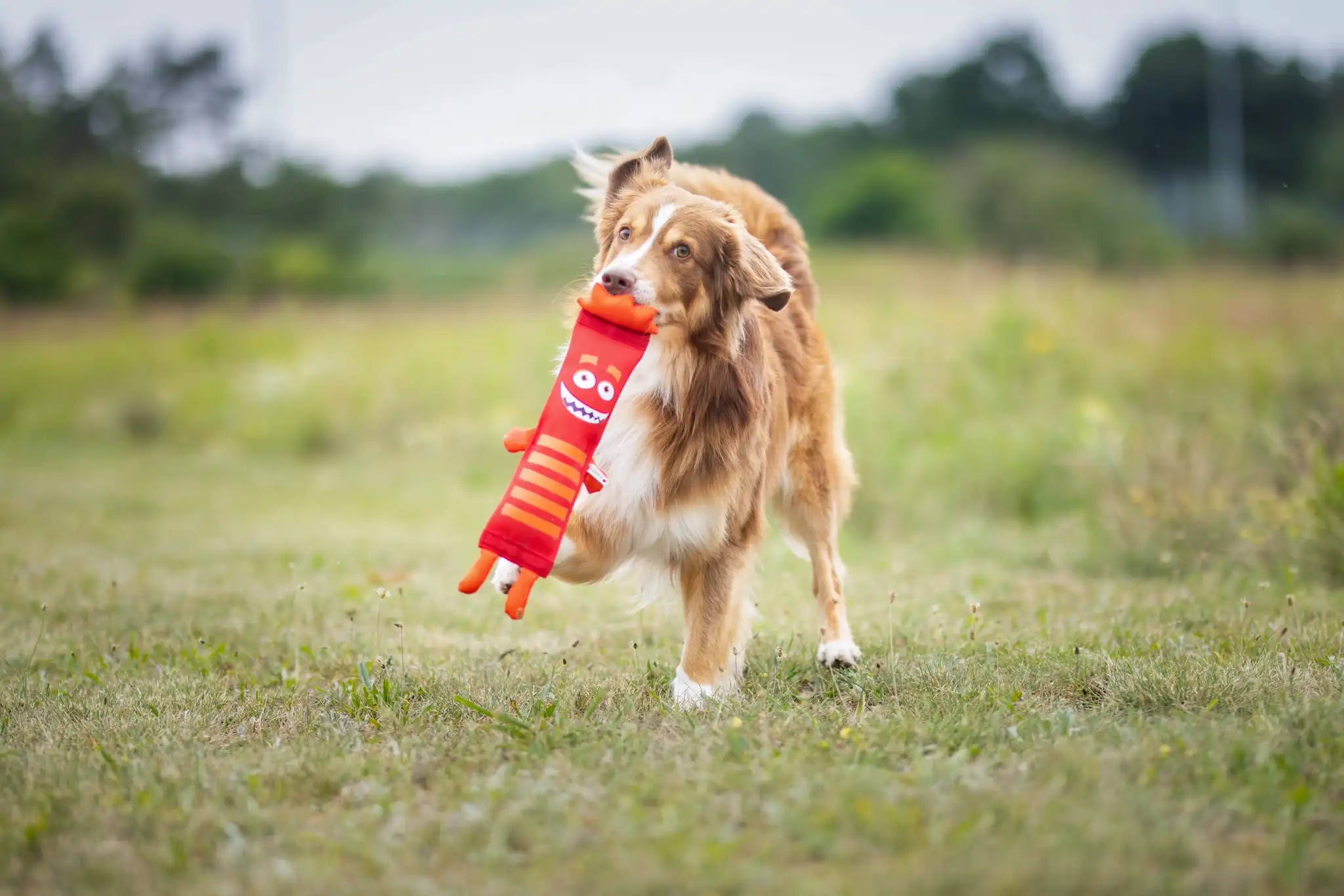 Clever Dogz Dummy - zwei Schlaufen