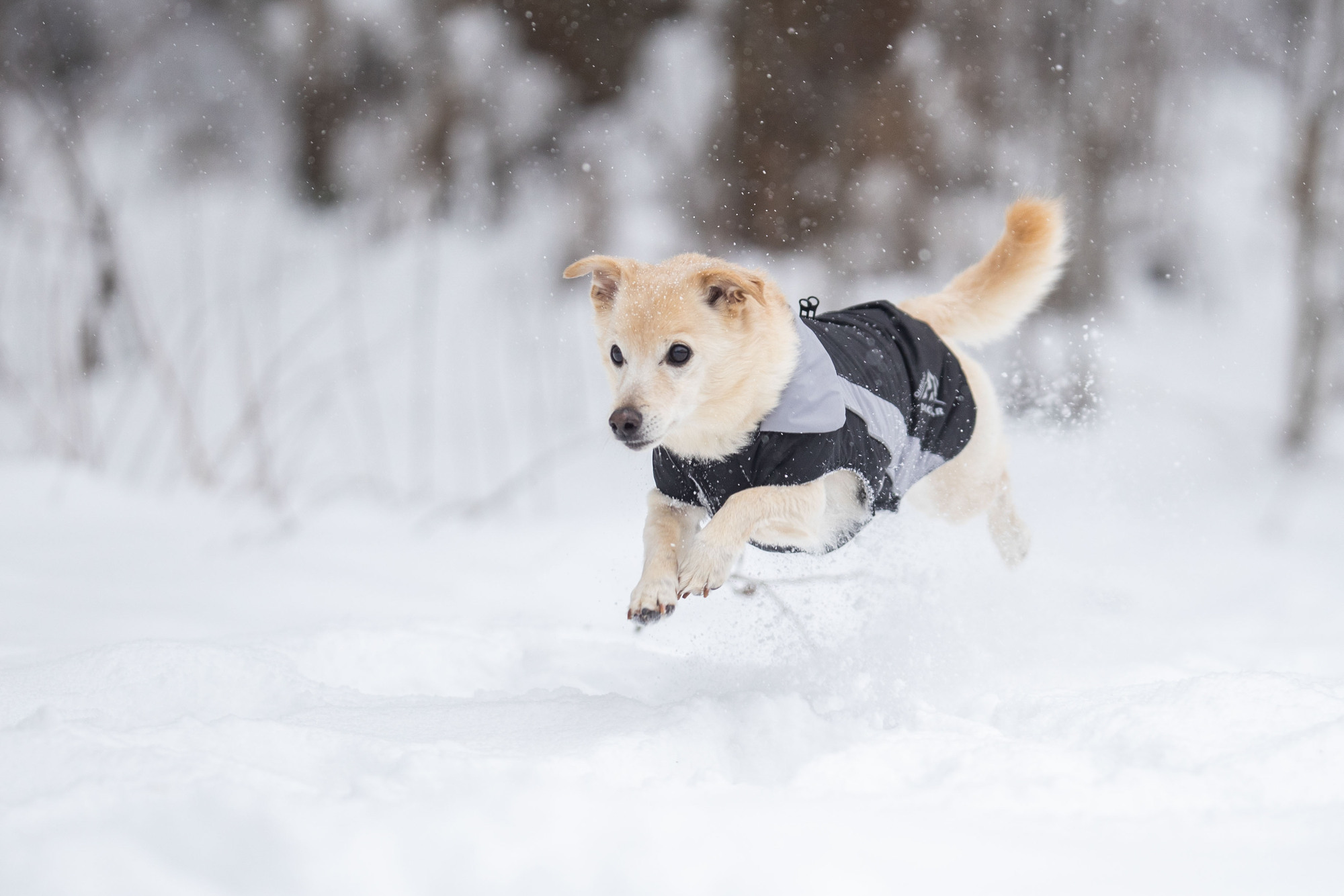 Dogz-Wear Ski Jacket