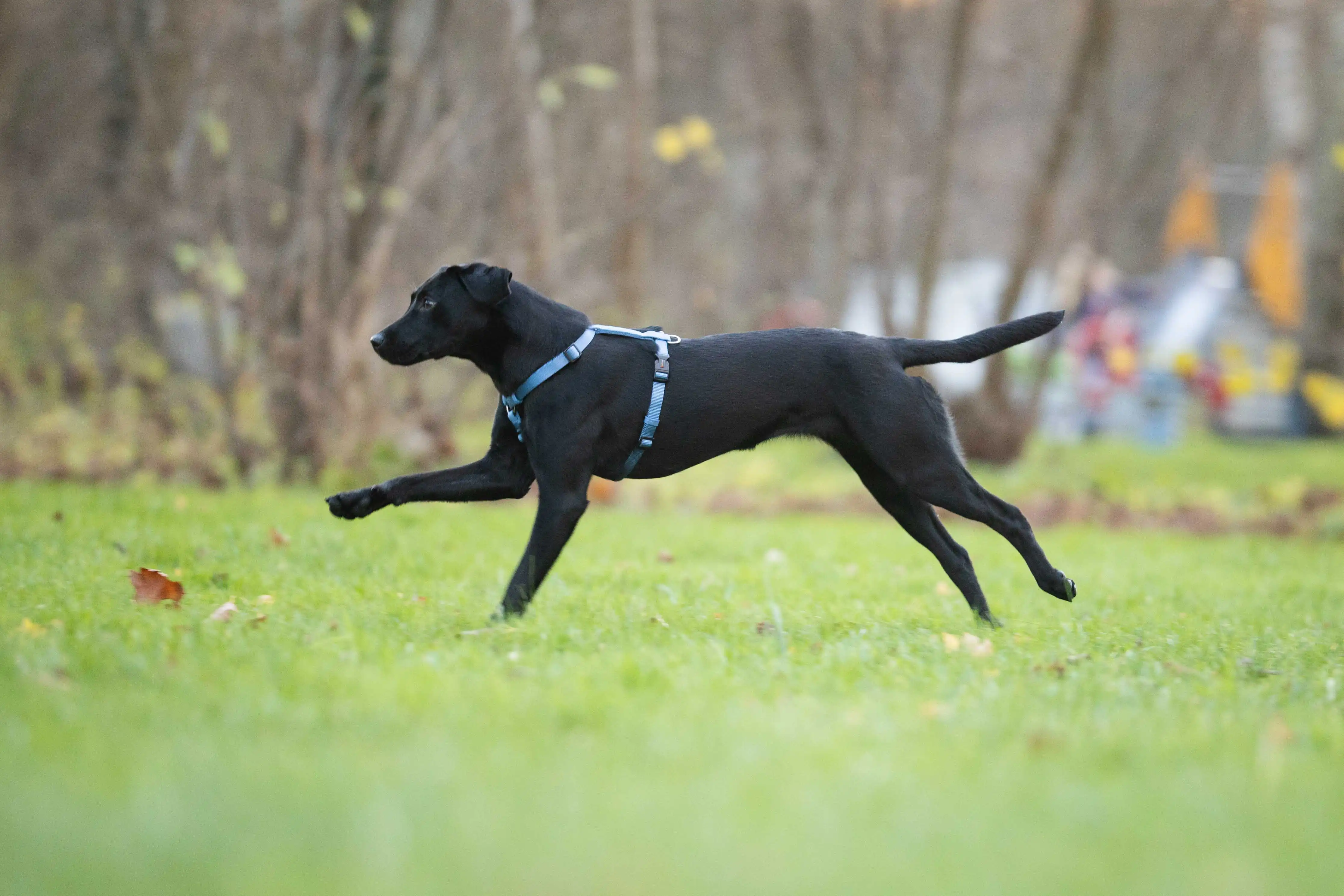 Professional Harness 