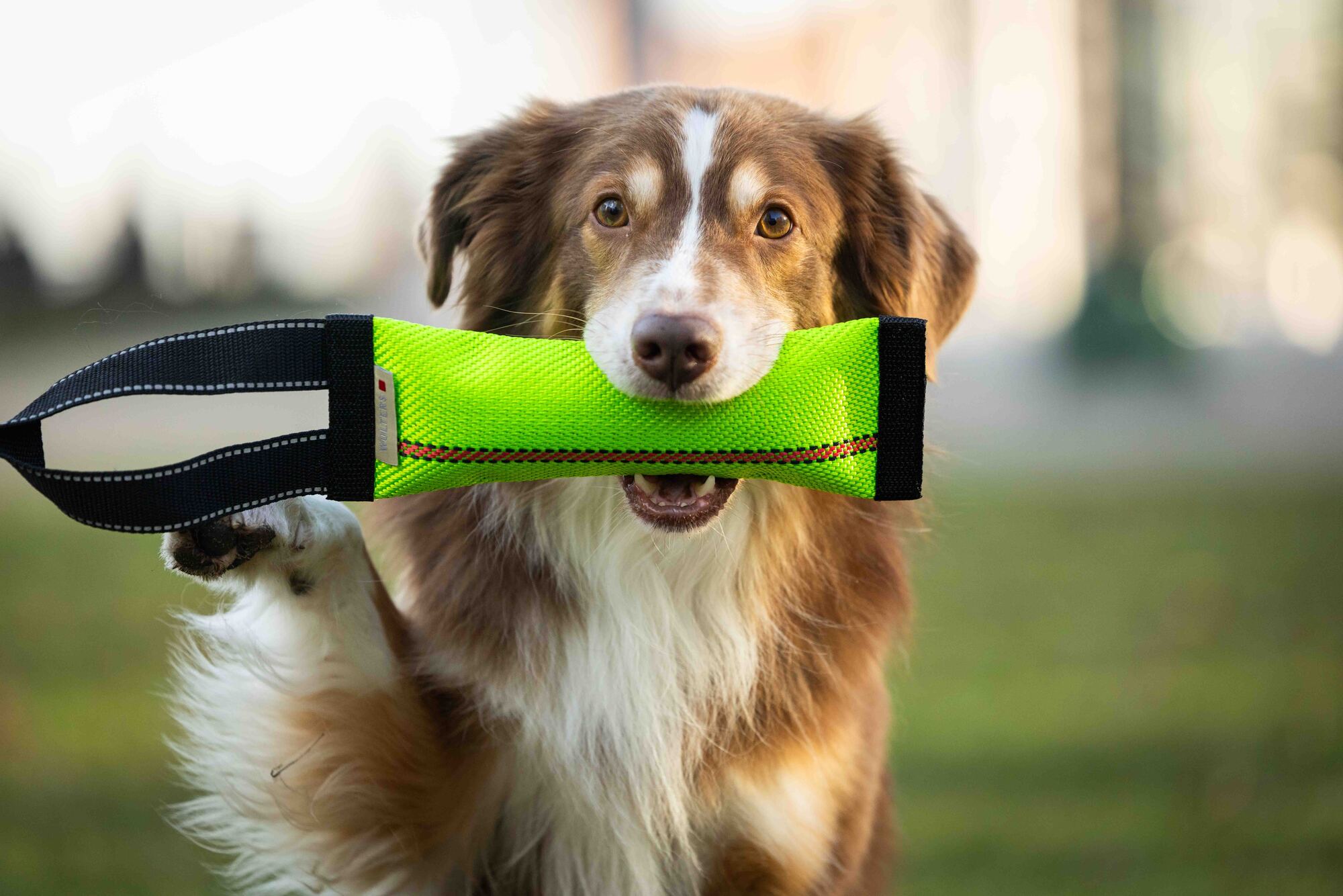 Clever Dogz Dummy – a loop