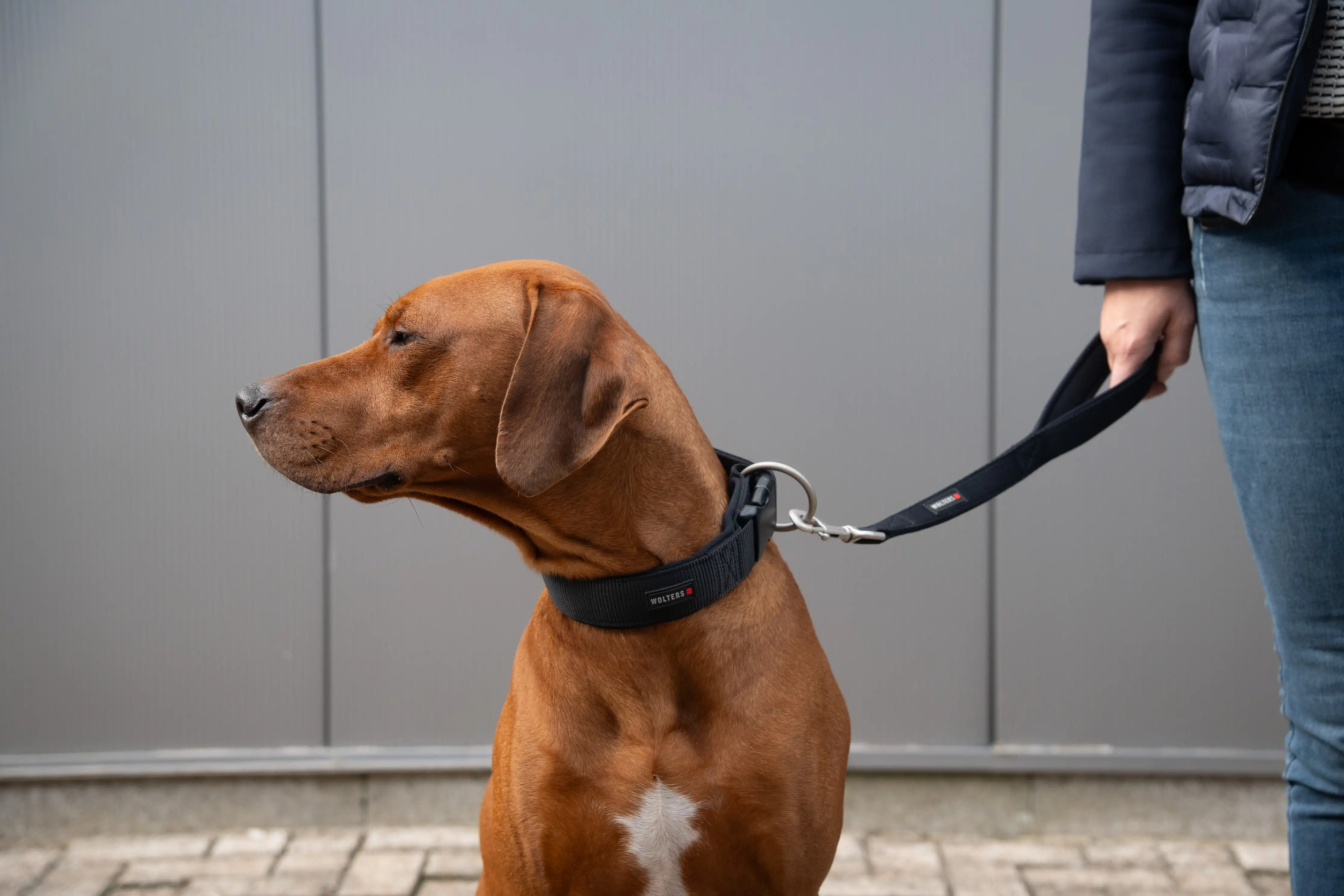Professional Comfort Short Lead – short