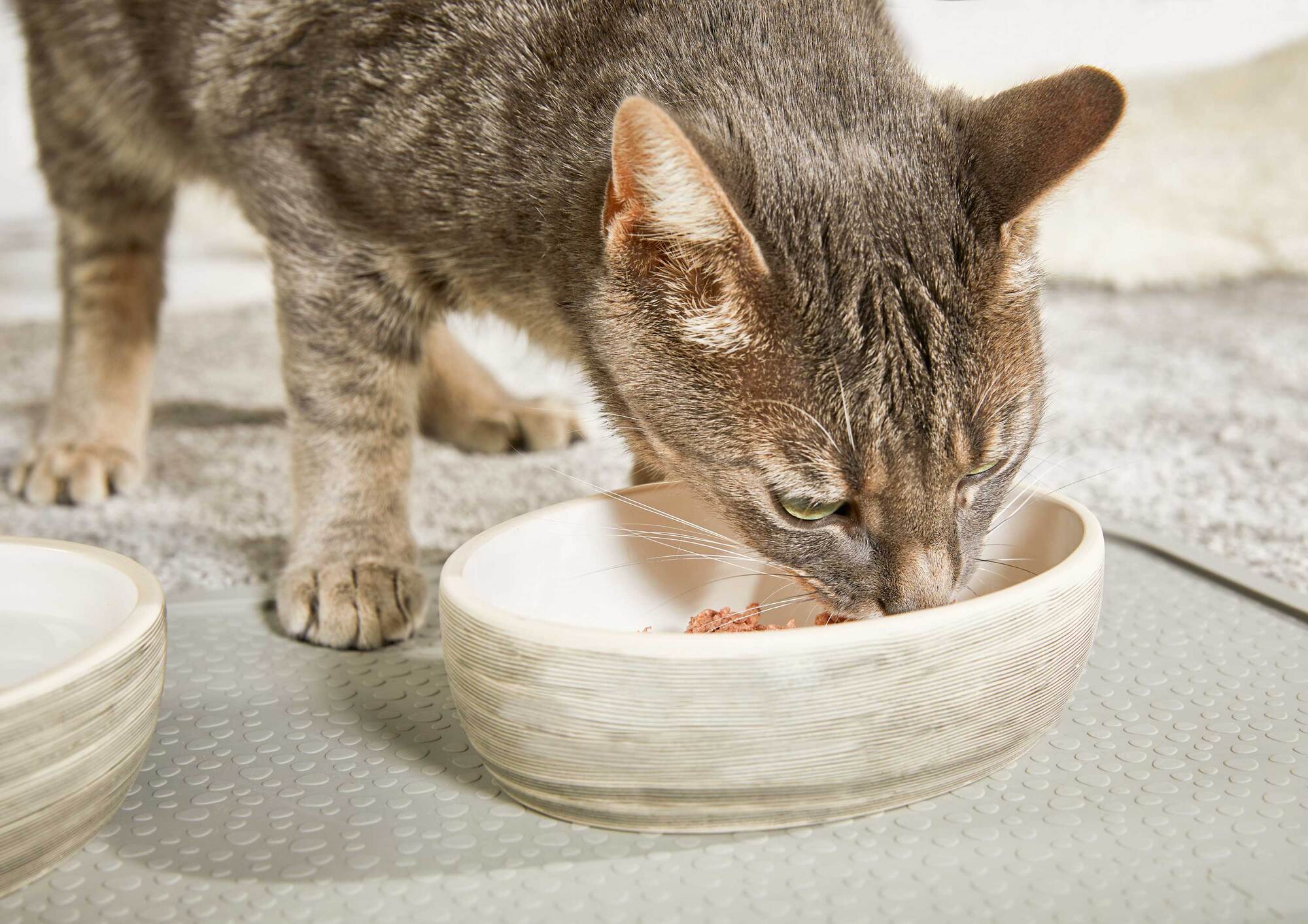 Diner Stone für Katzen