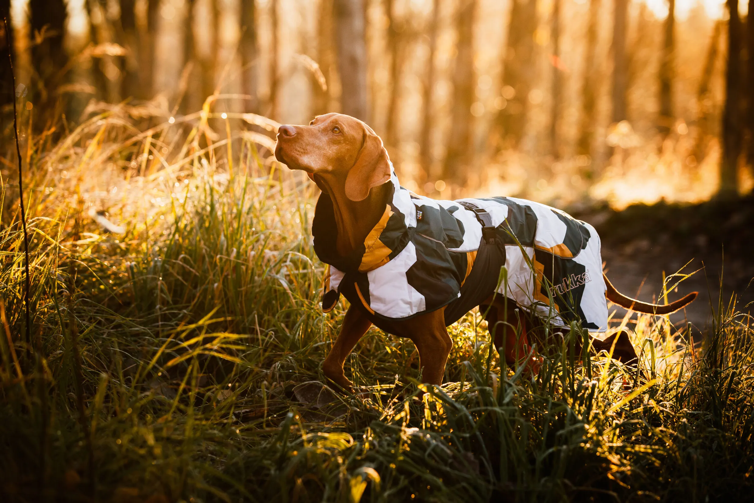 RUKKA Pets Winter Jacket Stormy