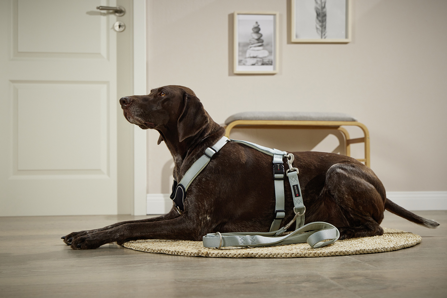 Professional Comfort Führleine WOLTERS cat & dog GmbH
