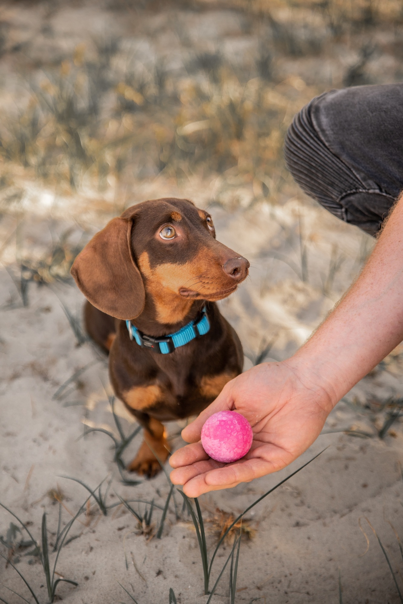 Dog Fun Ball