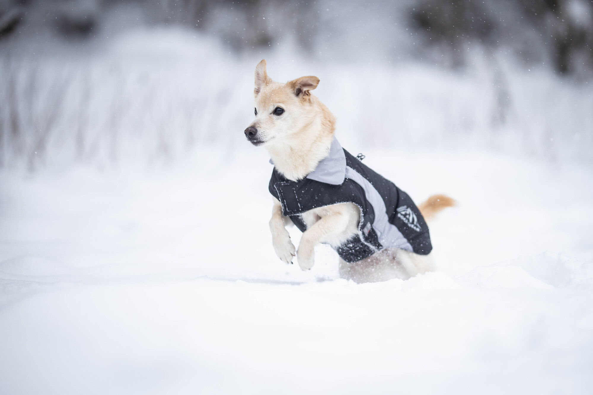 Dogz-Wear Ski Jacket