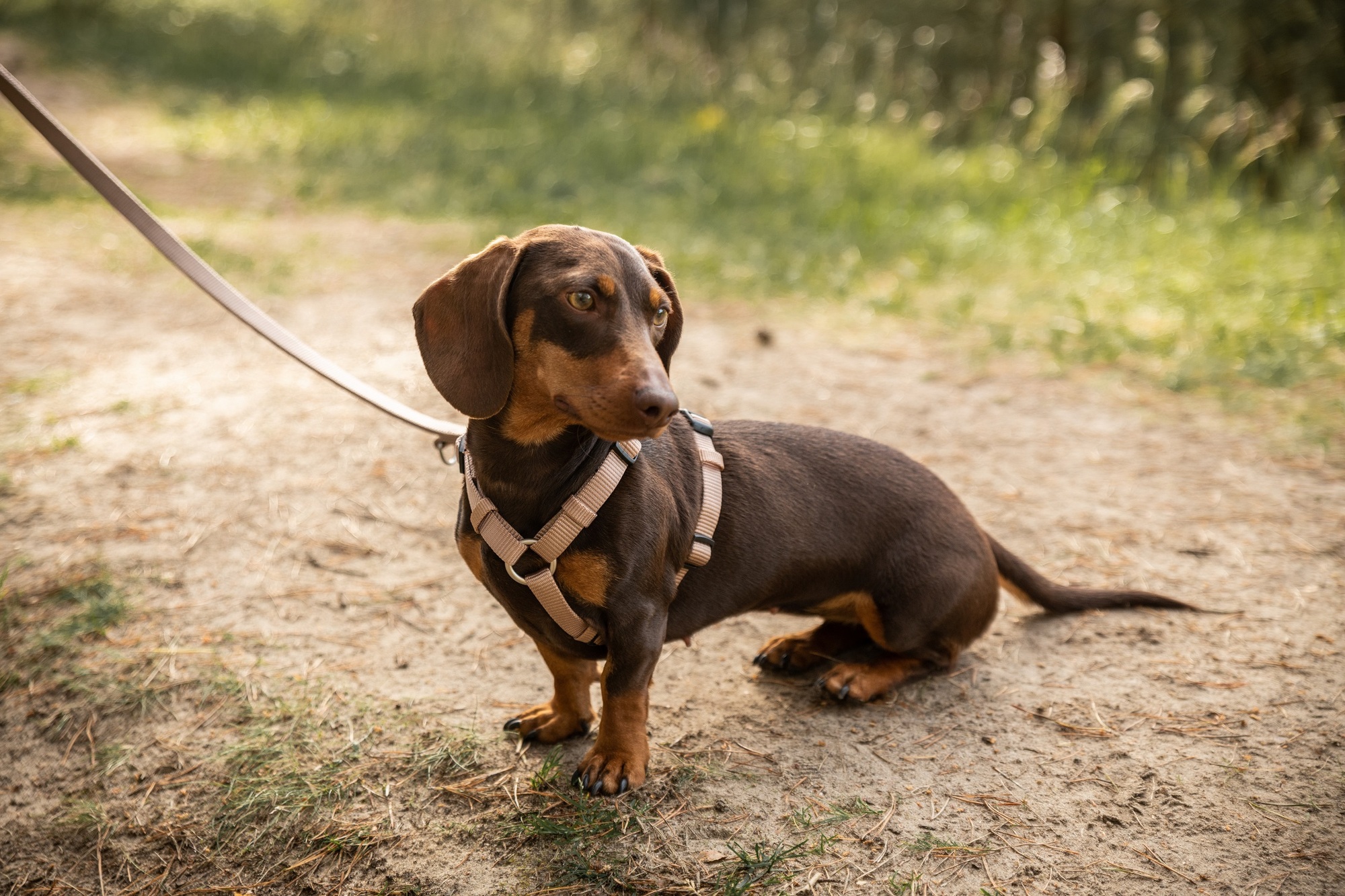 Professional Harness