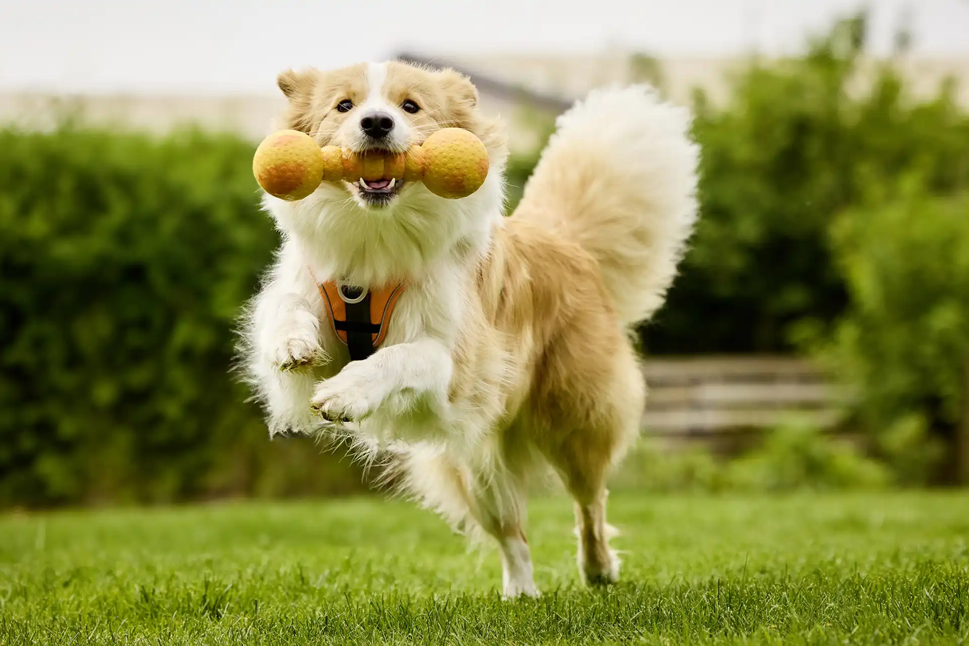 Dog Fun Gym