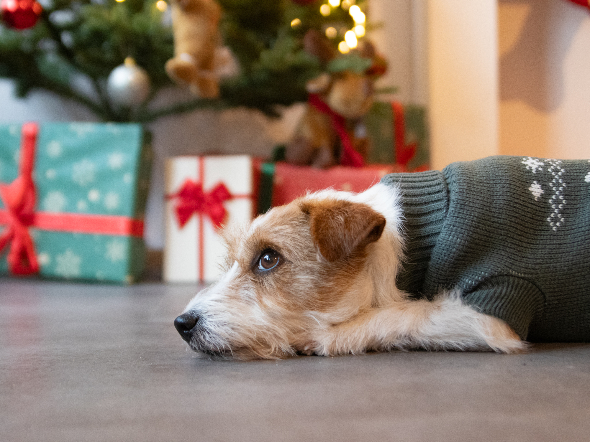 Knitted Jumper Elk – Wide Chest