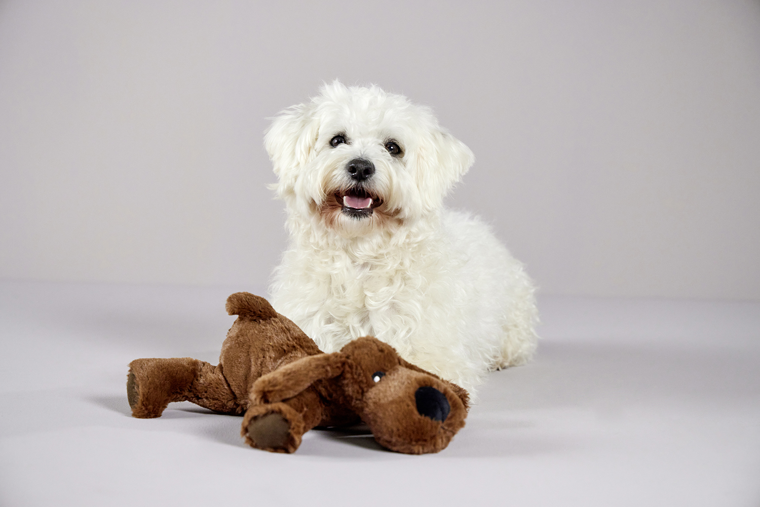  WOLTERS cat & dog GmbH