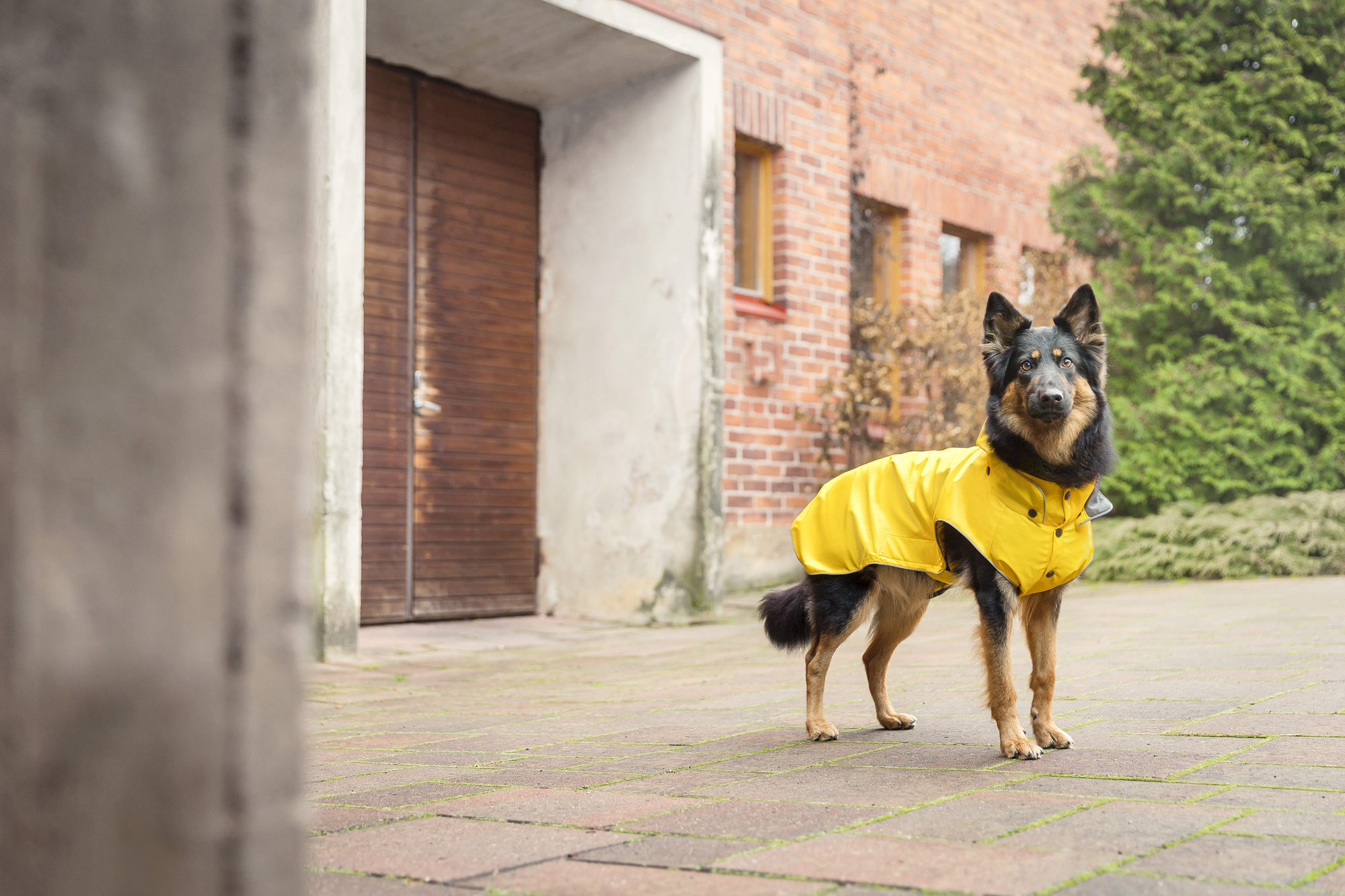 RUKKA Pets Raincoat Stream