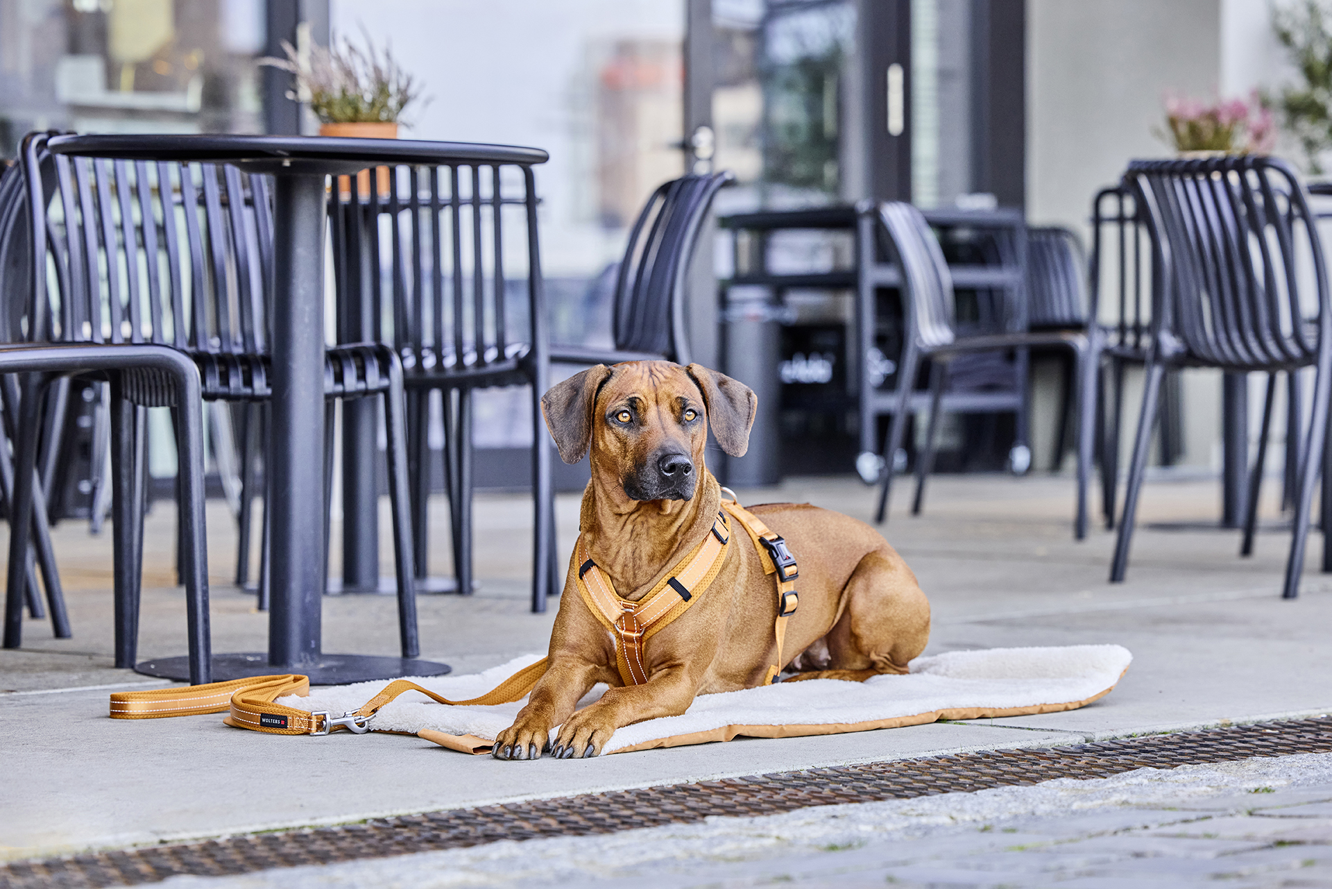  WOLTERS cat & dog GmbH