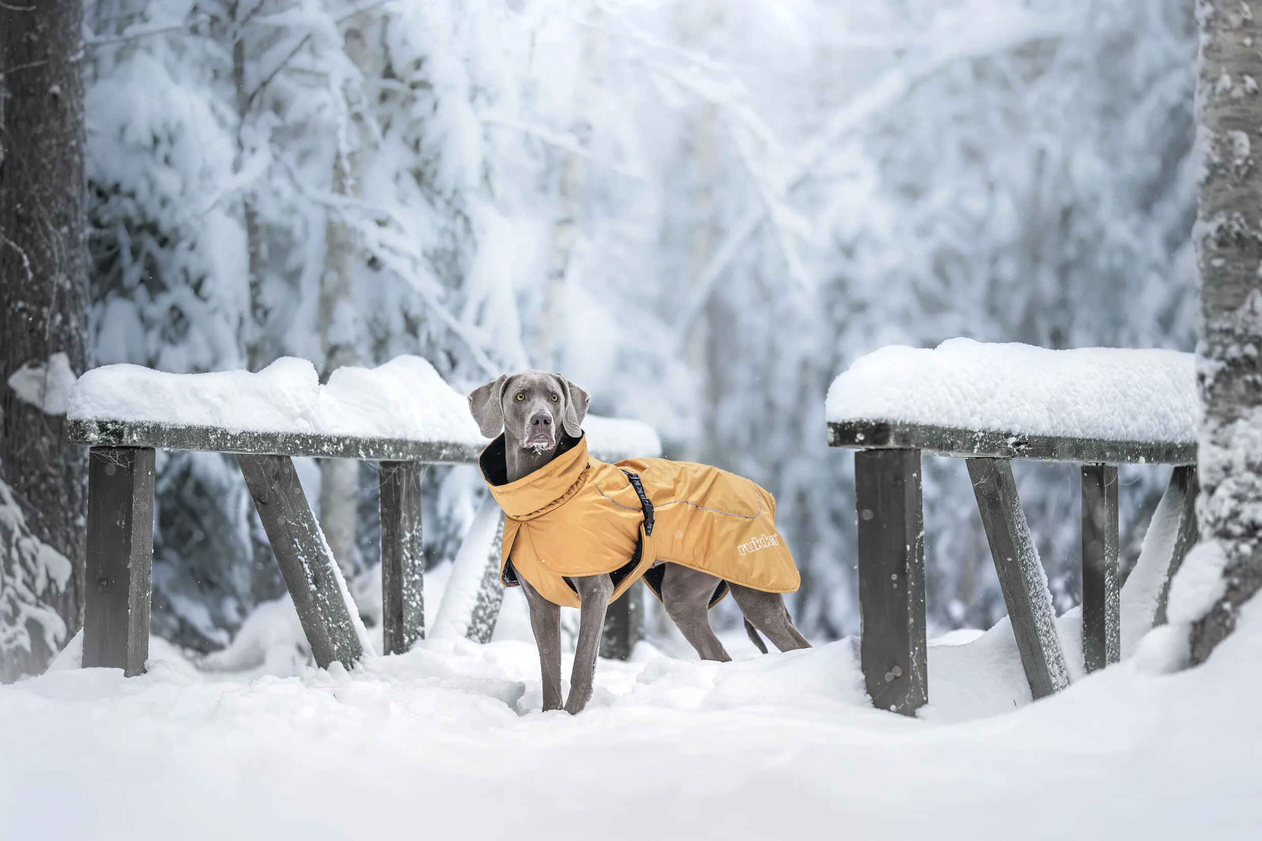 RUKKA Pets Winter Jacket Stormy