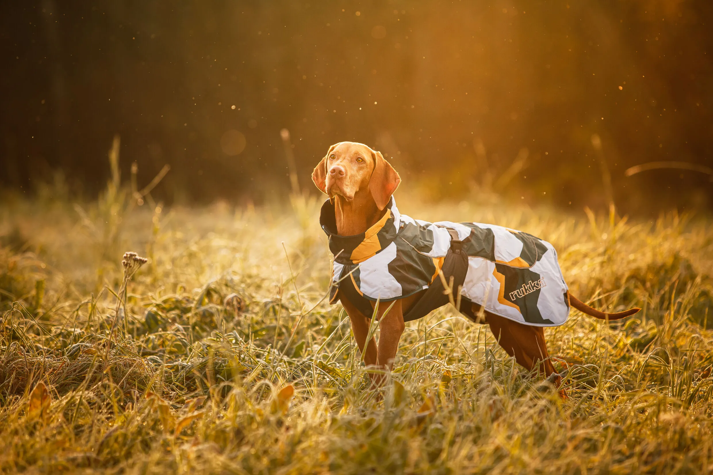 RUKKA Pets Winter Jacket Stormy