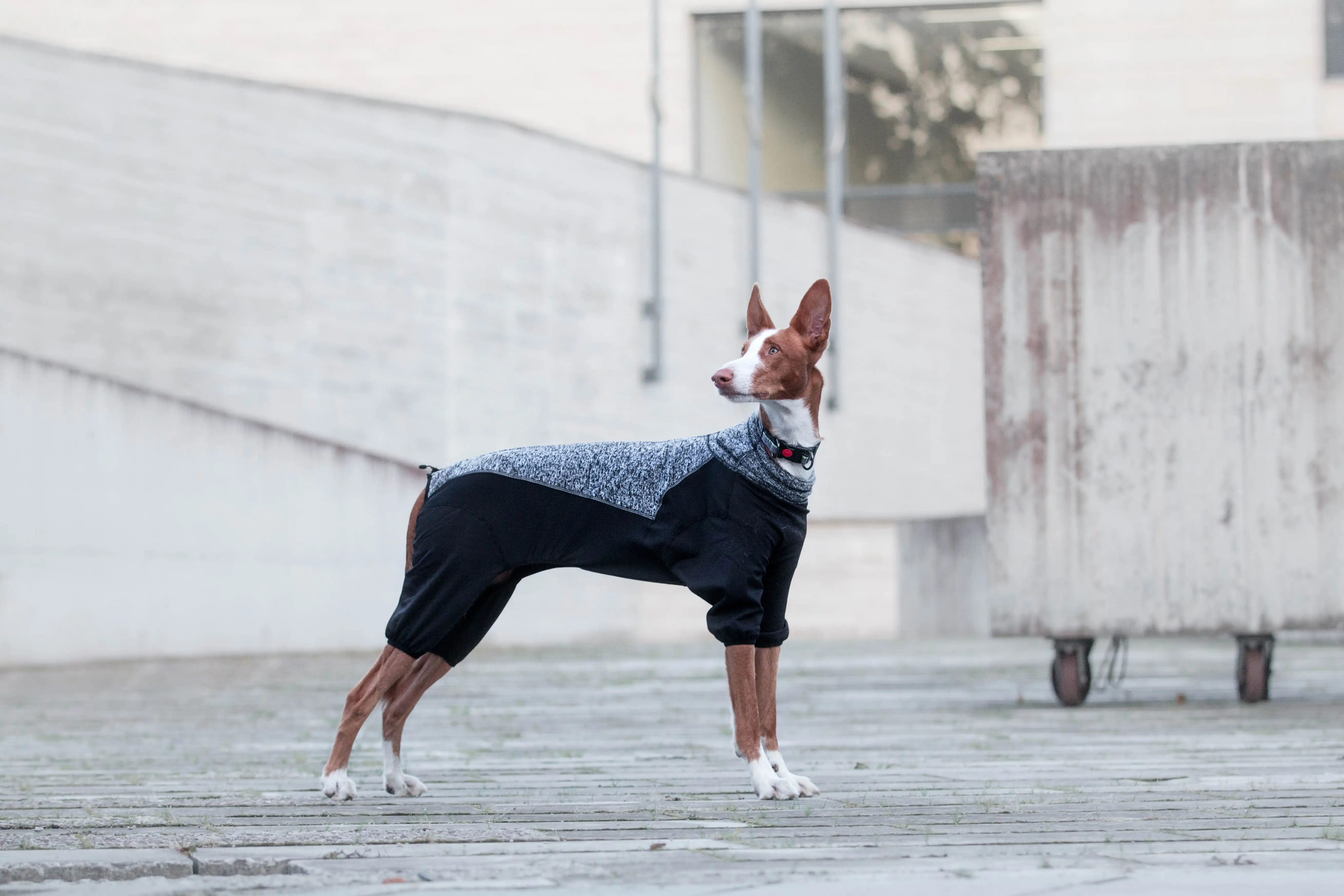 Rukka Pets Fleece-Overall Subrima WOLTERS cat & dog GmbH