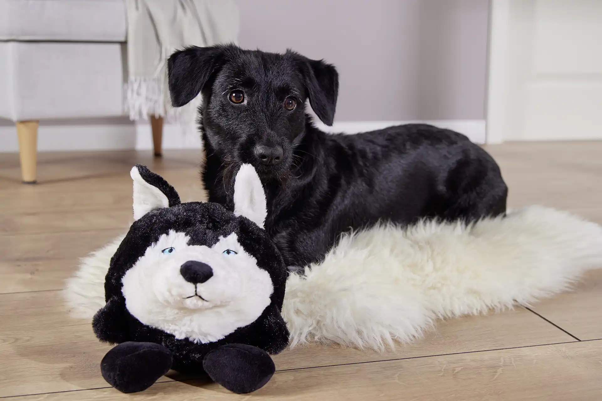 Plush ball Henry Husky