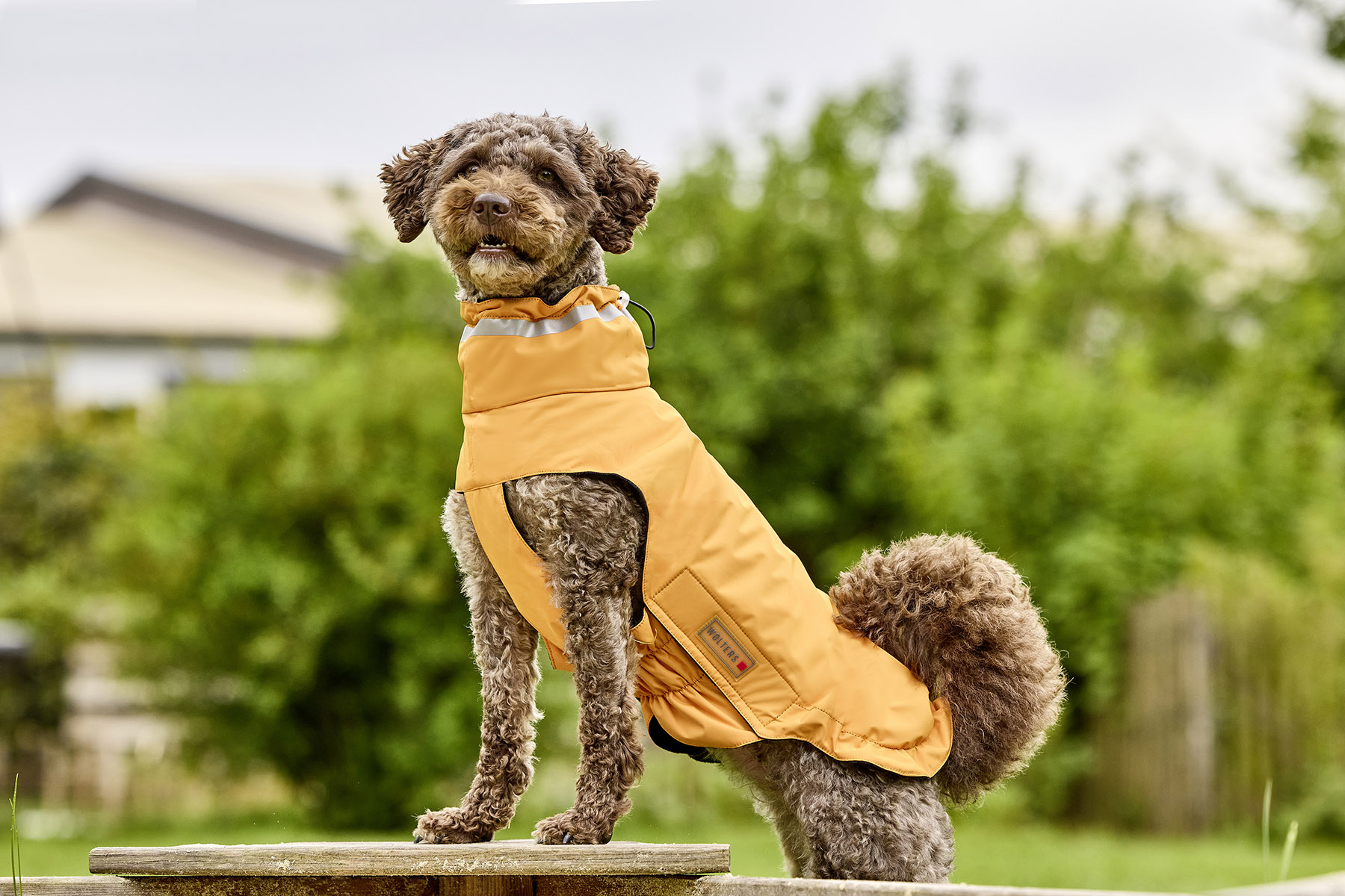  WOLTERS cat & dog GmbH