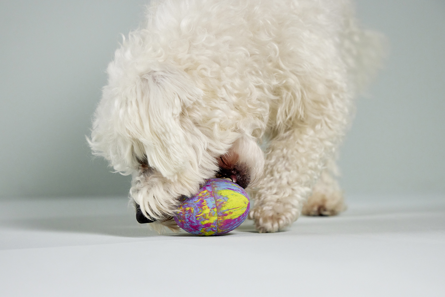 Ostrich Egg
