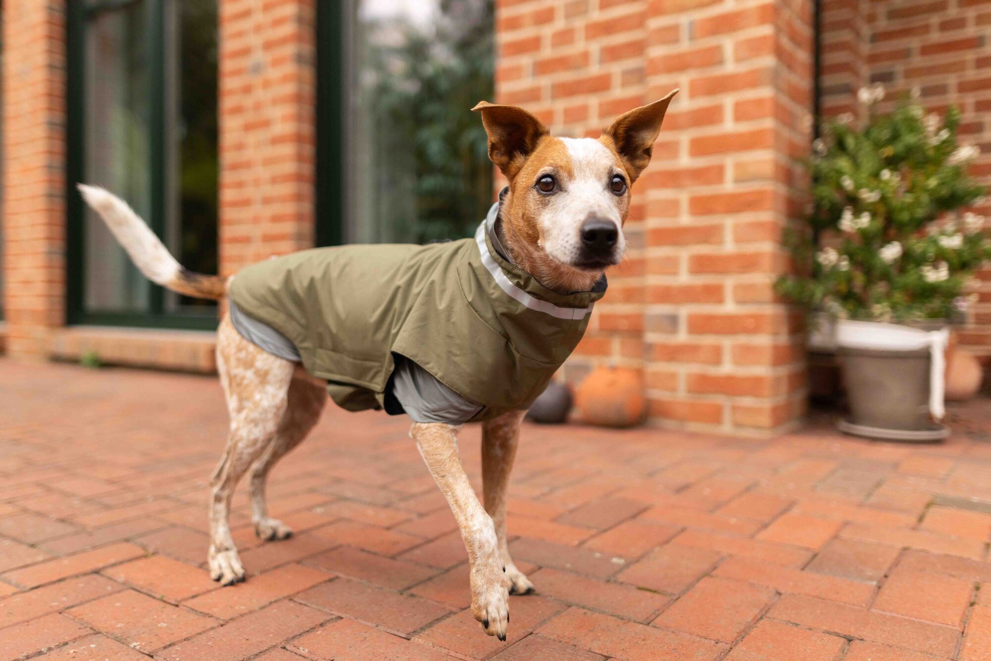 Easy Fit Hundebody
