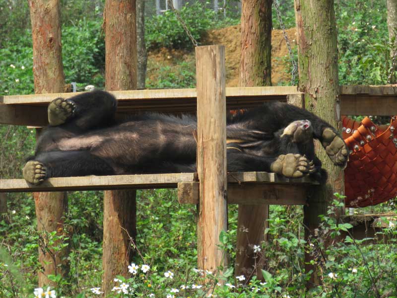 Vier Pfoten – Stiftung für Tierschutz