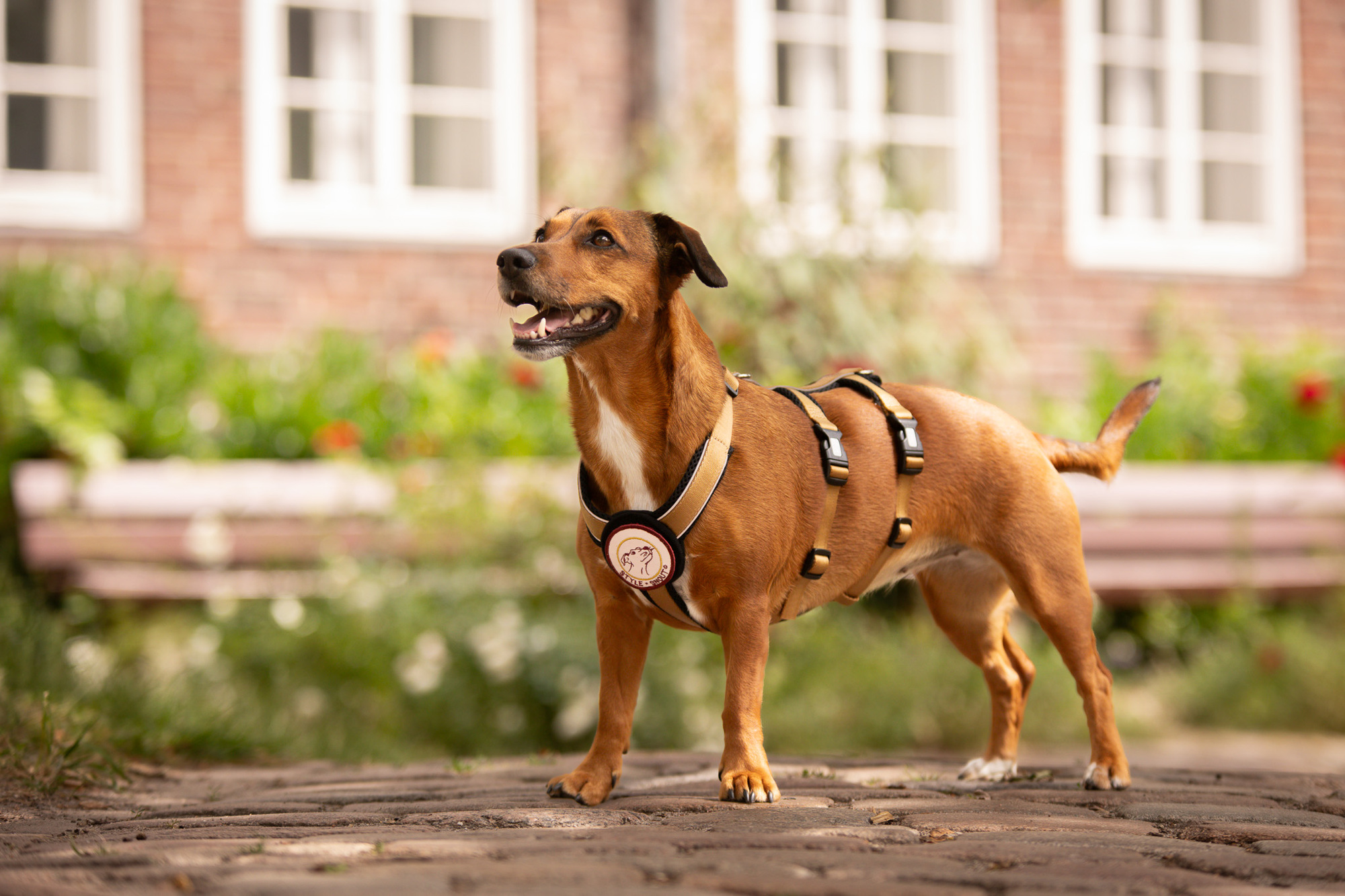 StyleSnout Patch&Safe escape-proof harness