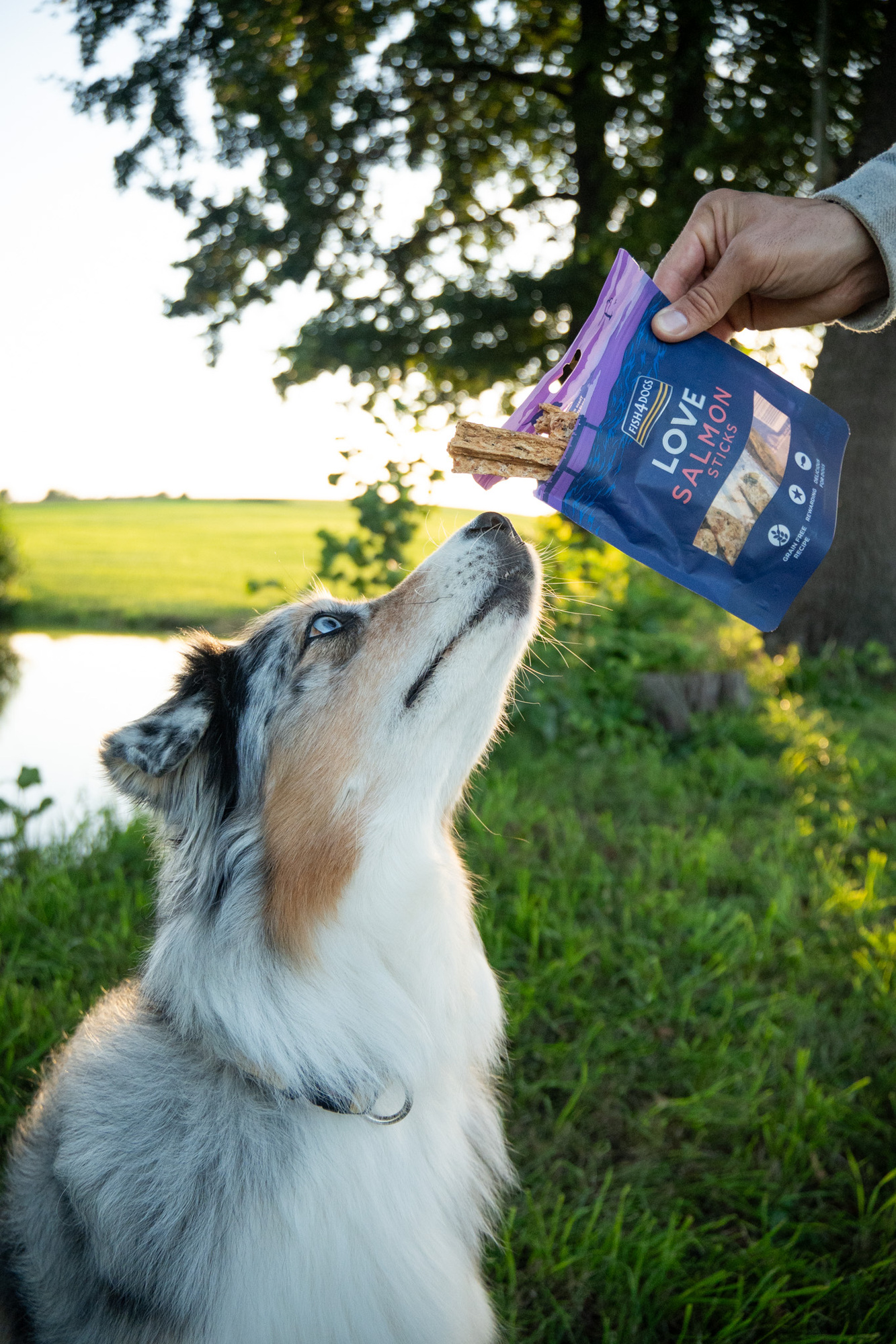 Fish4Dogs Love – Lachs Sticks WOLTERS cat & dog GmbH