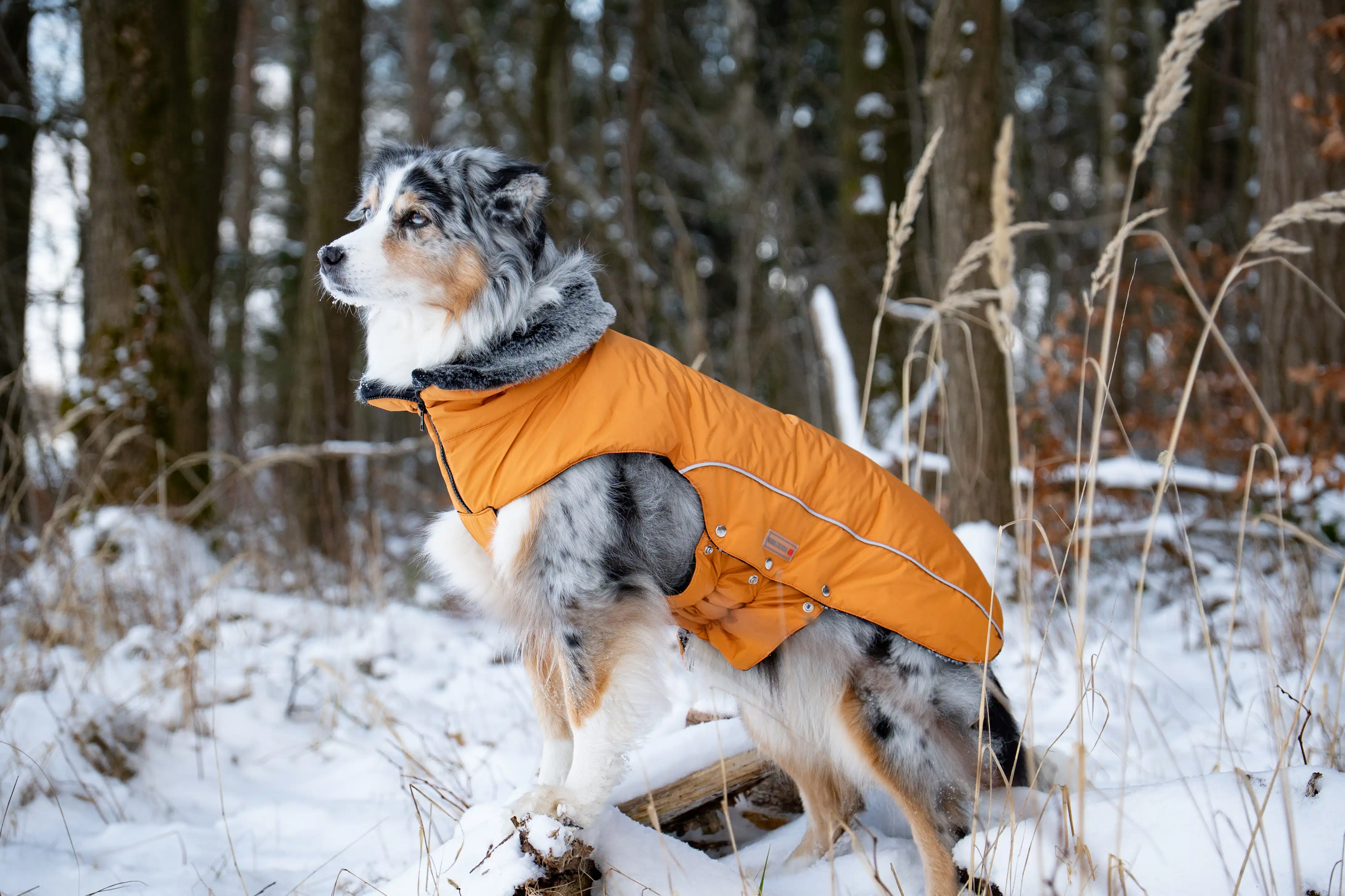 Winterjacke Amundsen