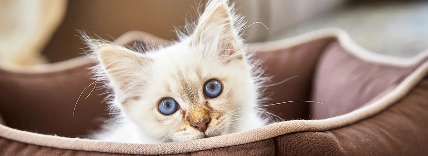 Die Flauschfriesen empfehlen …